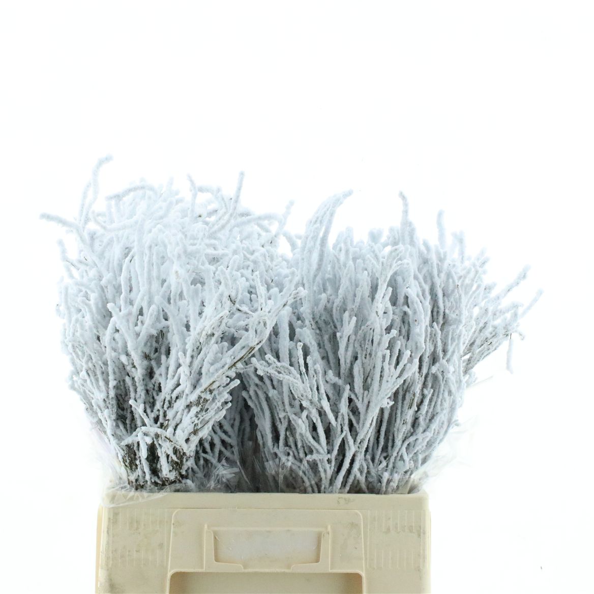 Anemone Powder 70cm