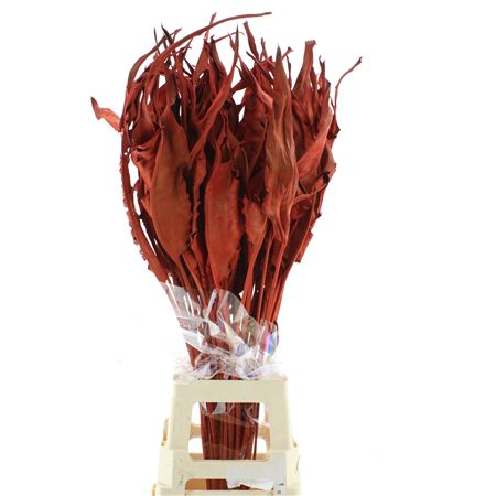 Dried Strelitzia Leafs Red
