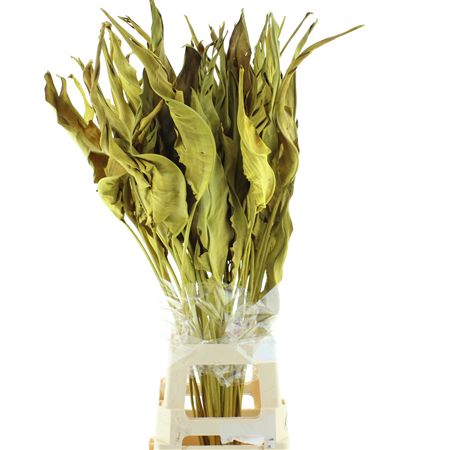 Dried Strelitzia Leafs Yellow