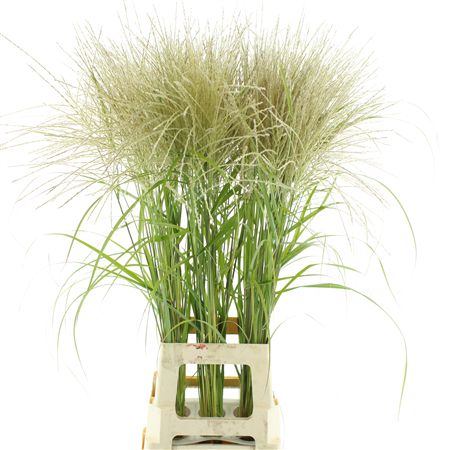 Miscanthus Yellow Arrow