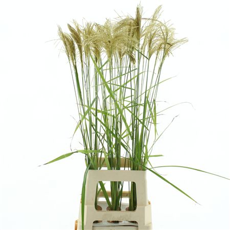 Miscanthus Nepalensis