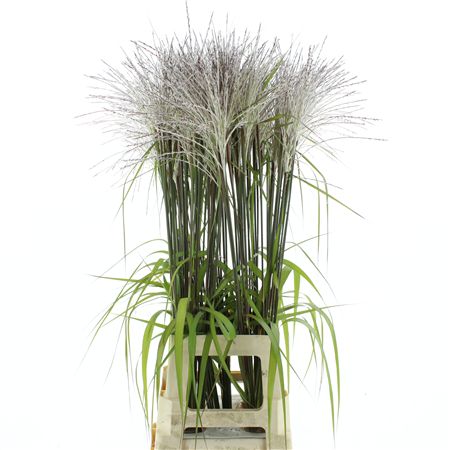 Miscanthus Rosi Pink
