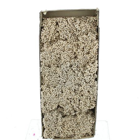 Dried Pepper Berries Champagne