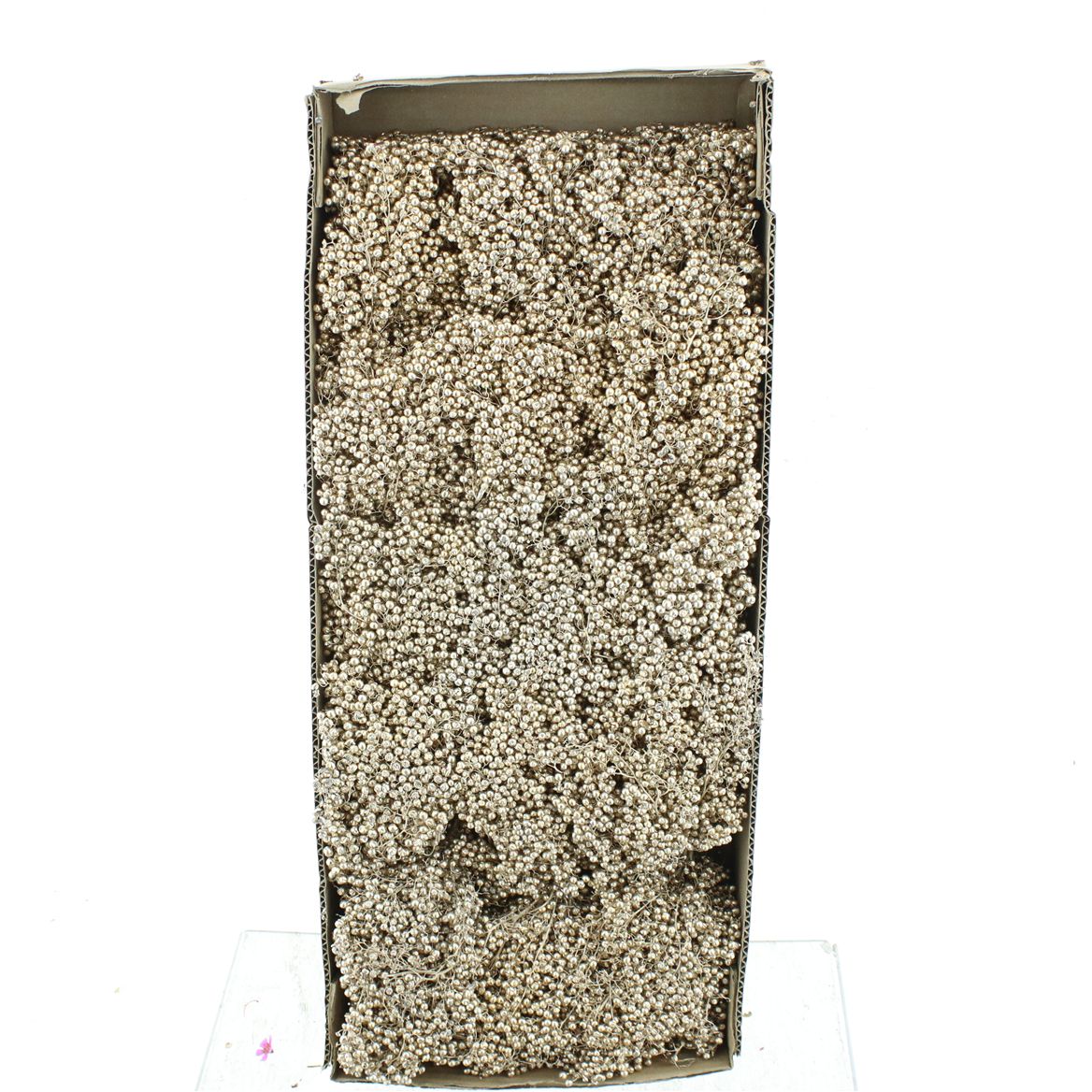 Schinus Mollis Champagne Per Bunch 30cm