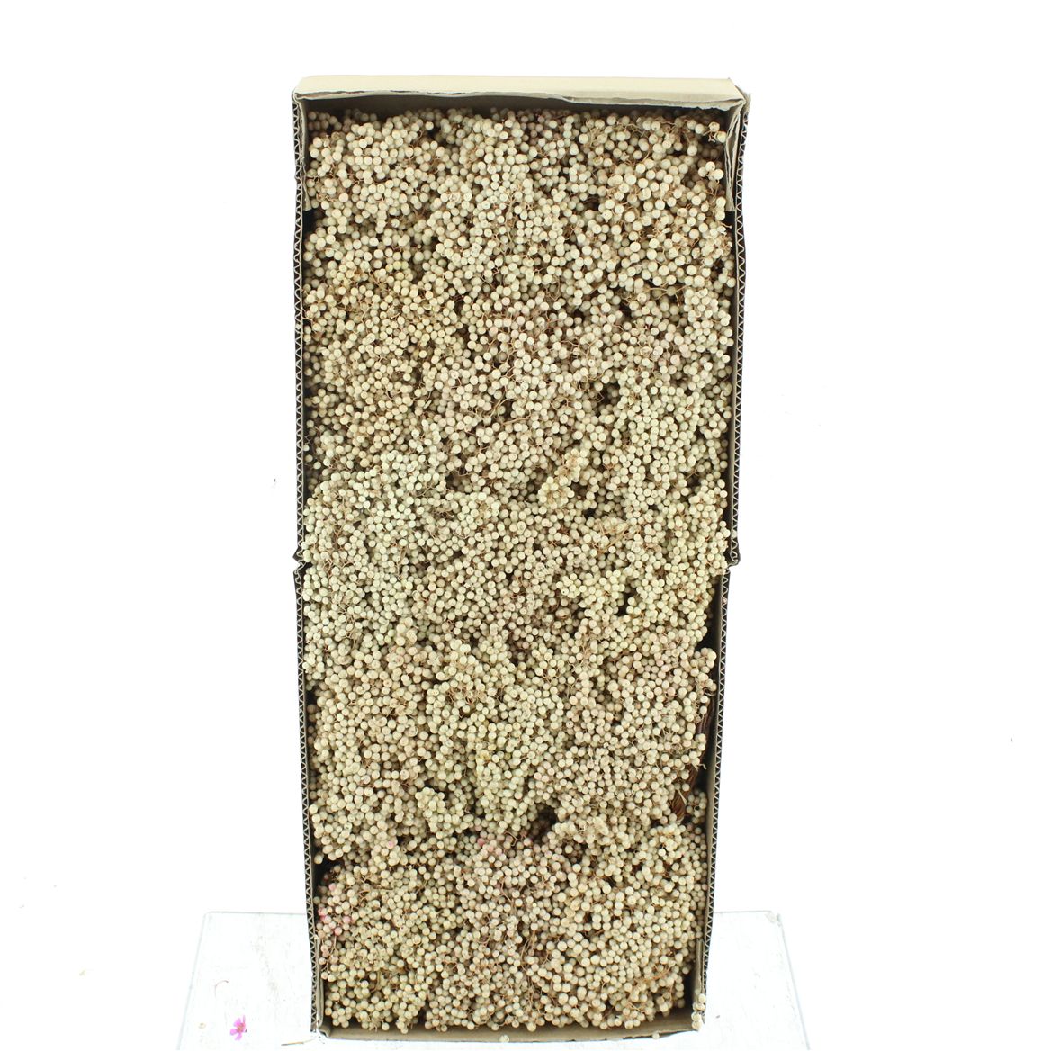 Schinus Mollis Gold Per Bunch 30cm