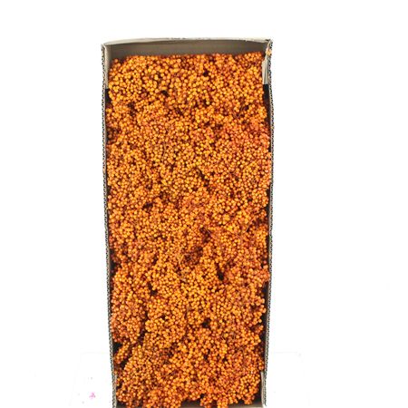 Dried Pepper Berries Orange