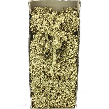 Dried Pepper Berries Light Gold