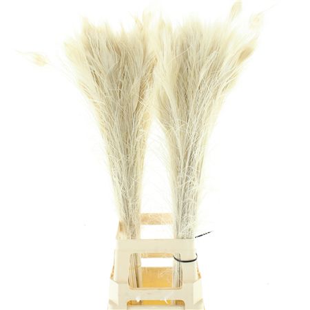 Pauwenveren Bleached White