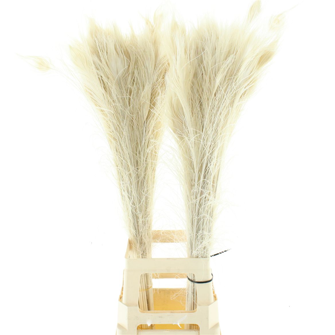 Peacock Feather Bleached White 100cm