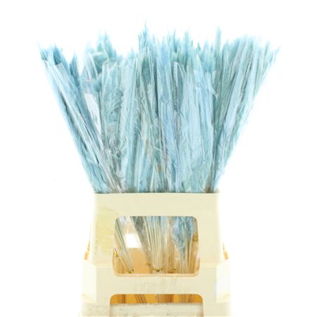Dried Pampas Fluffy Baby Blue