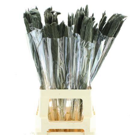 Dried Pampas Fluffy Black