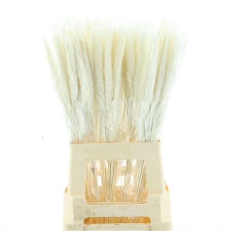 Dried Pampas Fluffy Bleached White