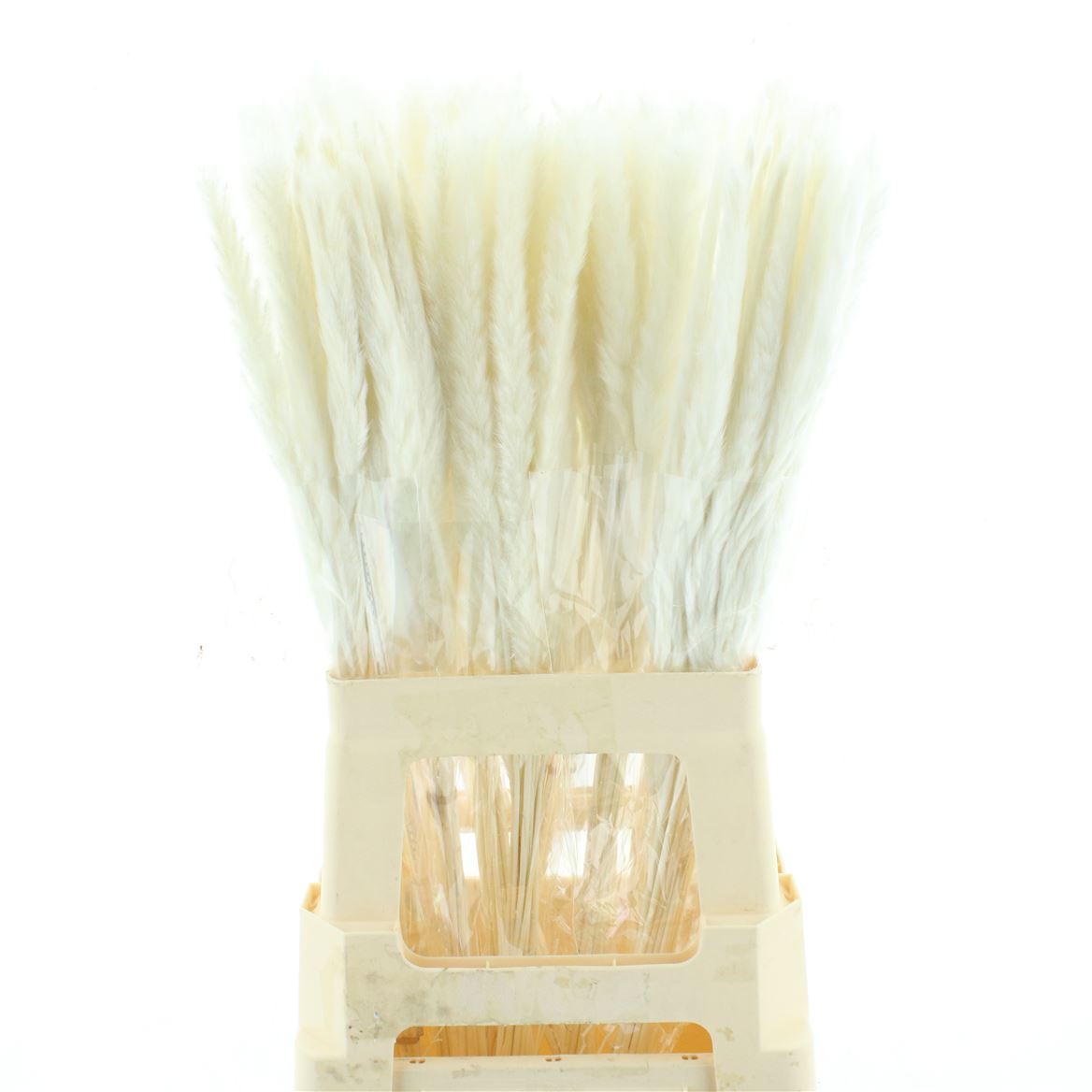 Fluffy Pampas Bleached White 70cm