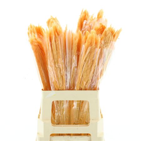 Dried Pampas Fluffy Oranje