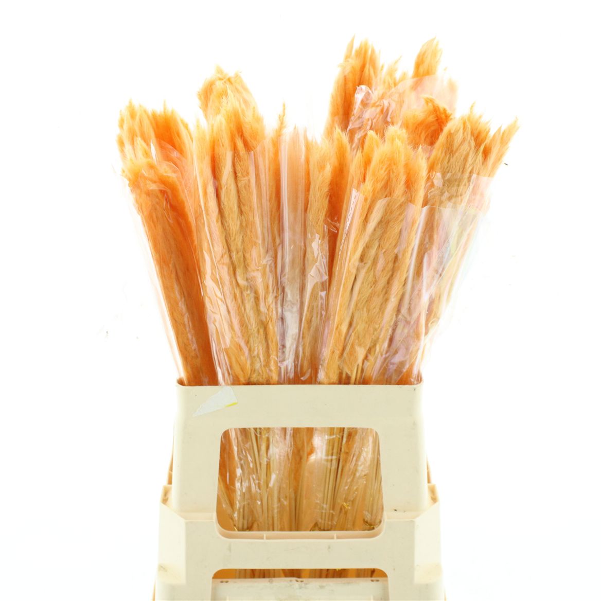Fluffy Pampas Orange 65cm