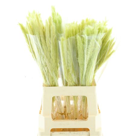 Dried Pampas Fluffy Lime Green