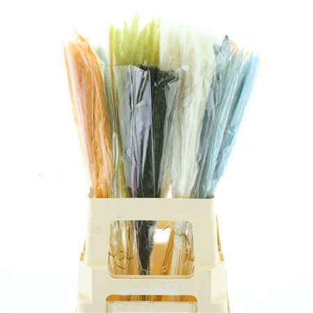 Dried Pampas Fluffy Mix In Fust