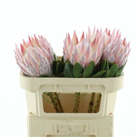 Protea Cy King Grande X X L