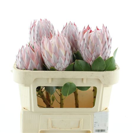 Protea Cy King Satin X X L