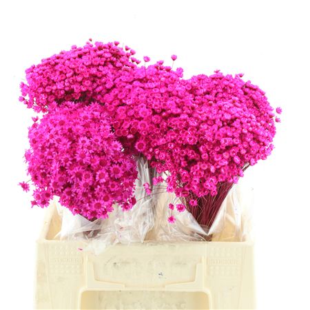 Dried Glixia Fuchsia