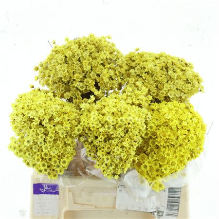 Dried Glixia Yellow