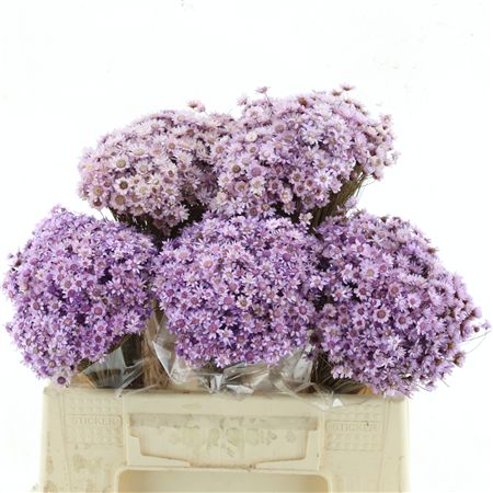 Dried Glixia Lavendel