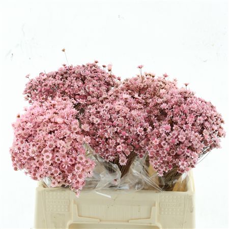 Dried Glixia Light Pink