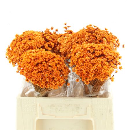 Dried Glixia Orange