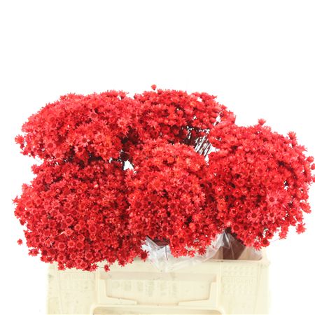 Dried Glixia Red