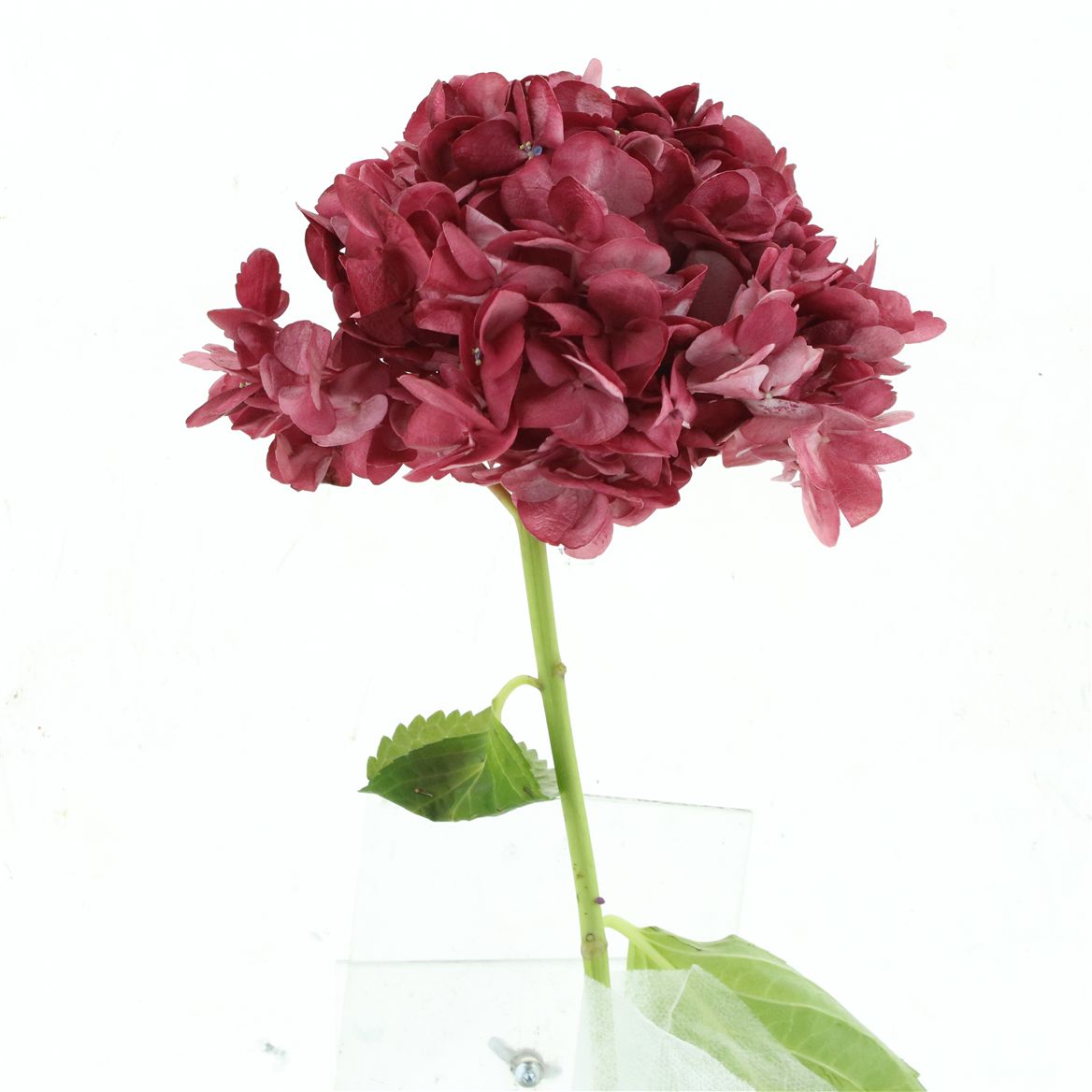 Hydrangea 60cm 19Ø