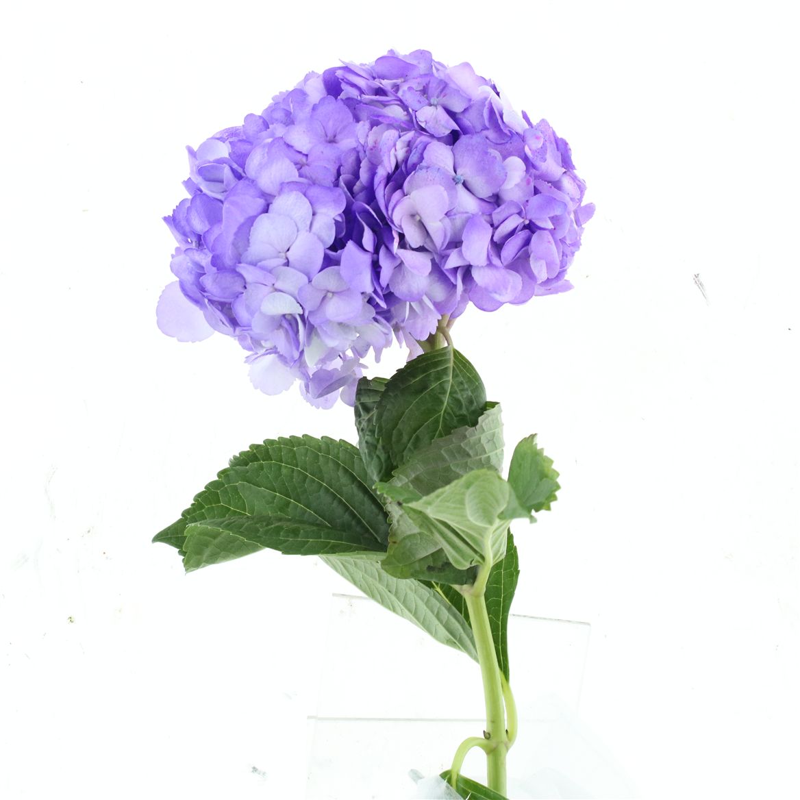 Hydrangea 60cm 19Ø