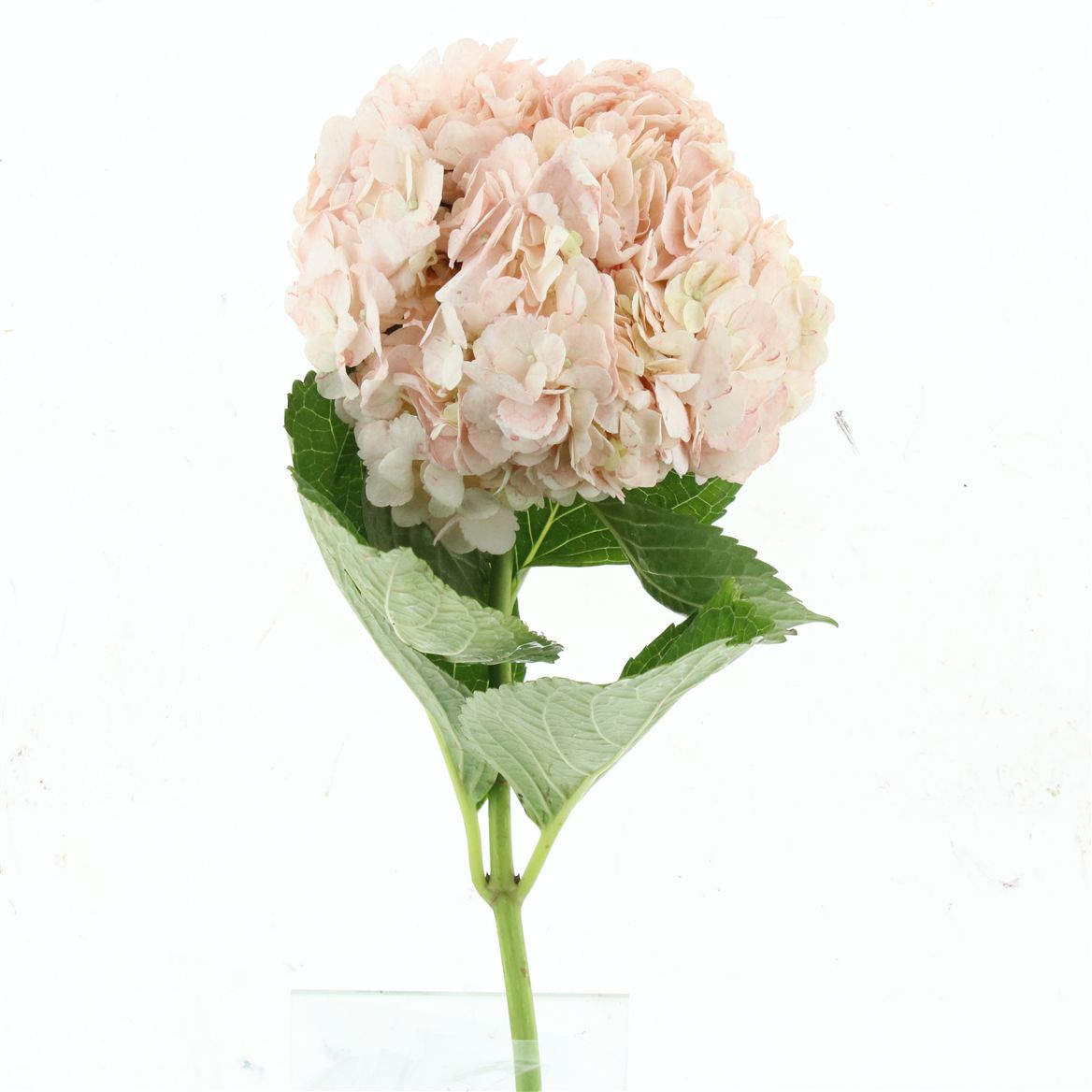 Hydrangea 60cm 19Ø