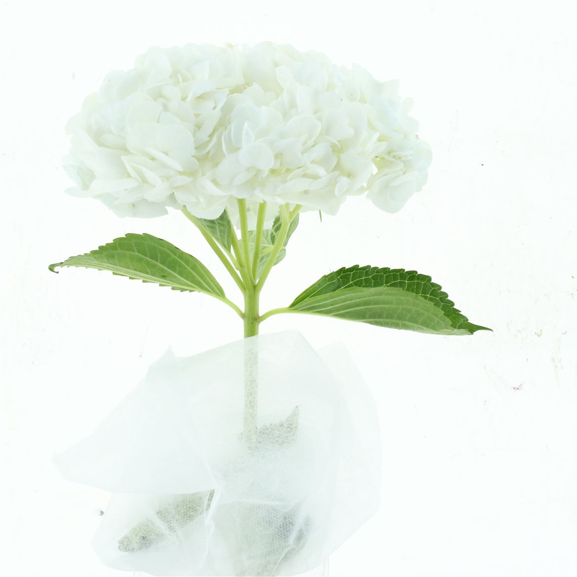Hydrangea 60cm 19Ø