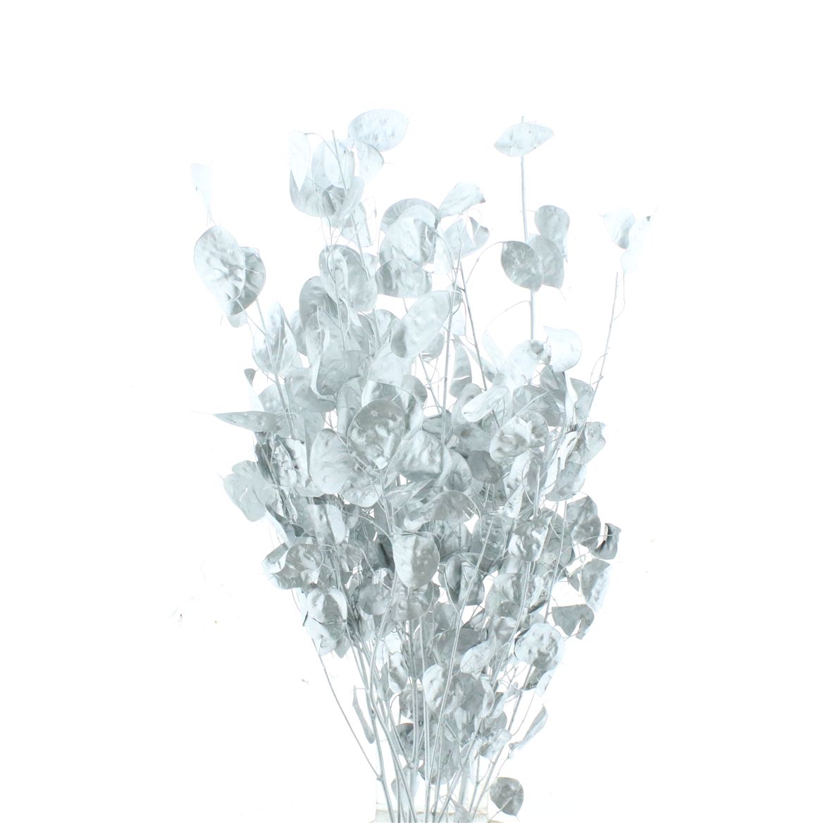 Lunaria Silver Per Bunch 70cm