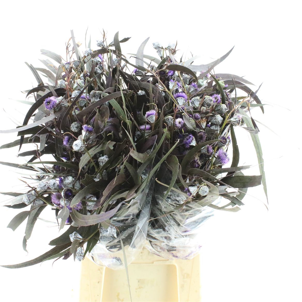 Eucalyptus Painted Boule Milka Per Bunch 60cm 300gr.