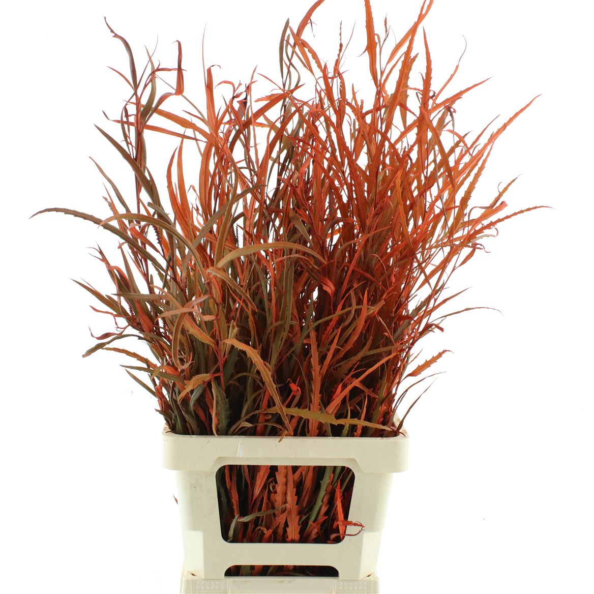Grevillea Painted Autumn 70cm 200gram