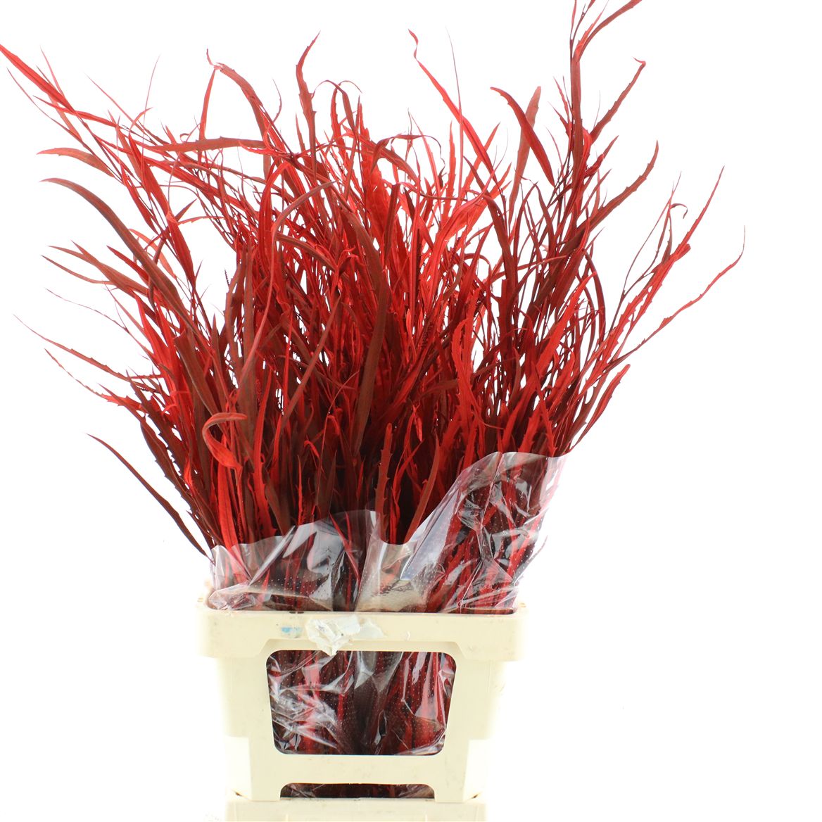 Grevillea Painted Autumn 70cm 200gram