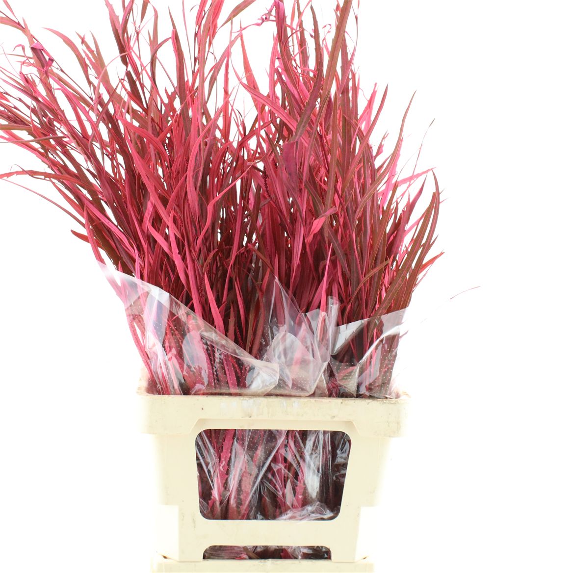 Grevillea Painted Autumn 70cm 200gram