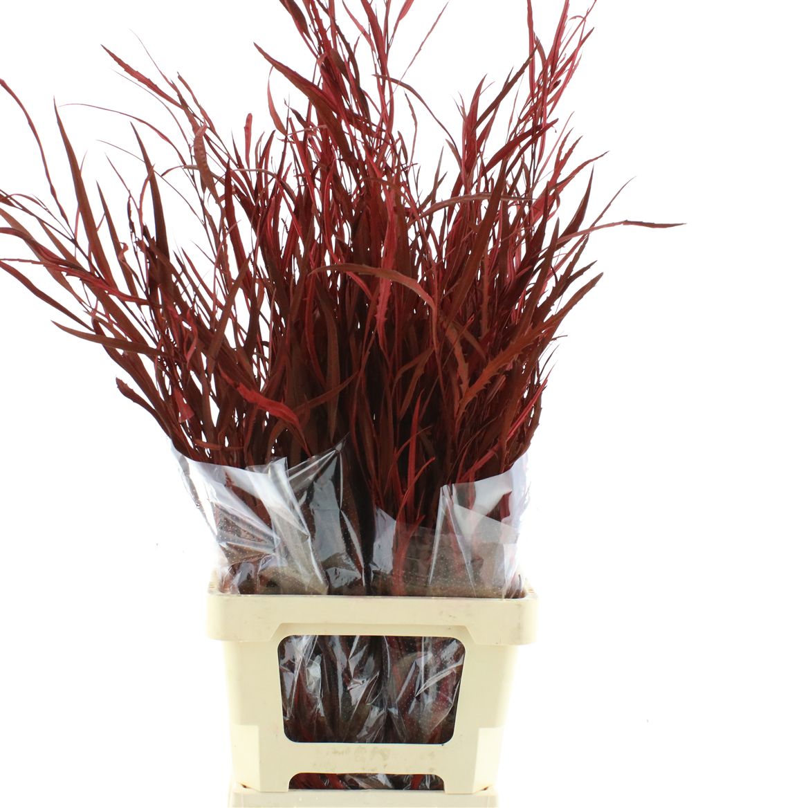 Grevillea Painted Autumn 70cm 200gram