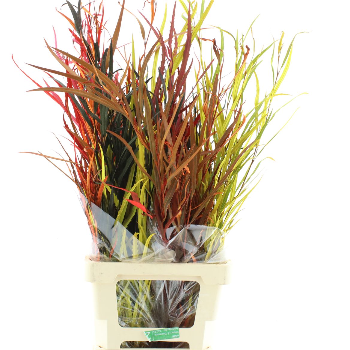 Grevillea Painted Autumn 70cm 200gram