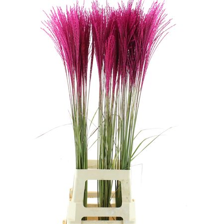 Miscanthus Cerise