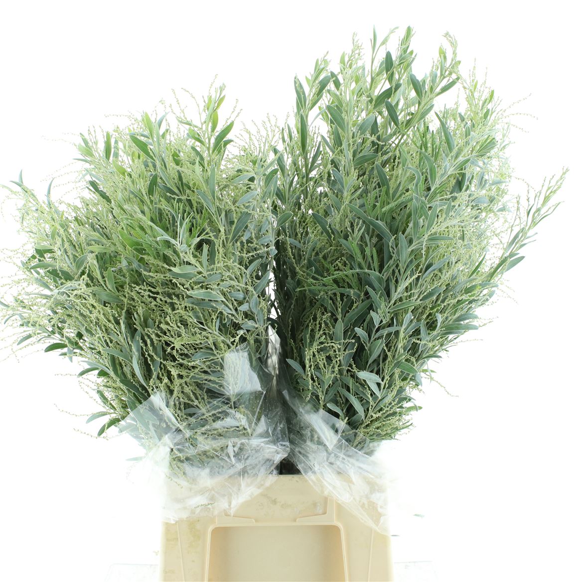 ACACIA (MIMOSA) PB 60cm 200gram