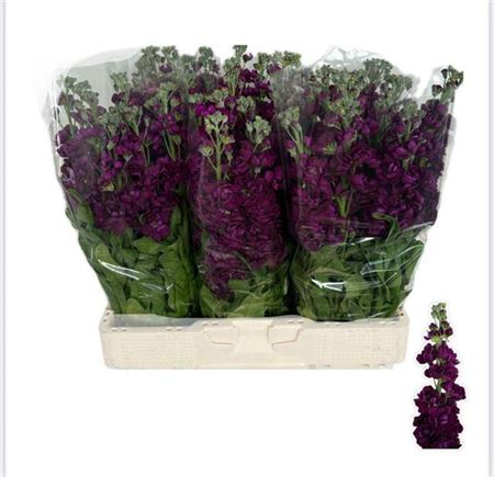 Matth Aida Purple