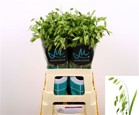 Chasmanthium Latifol