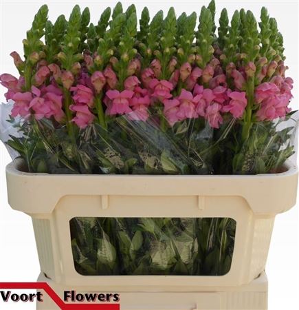 Antirrhinum Cool Rose 70cm