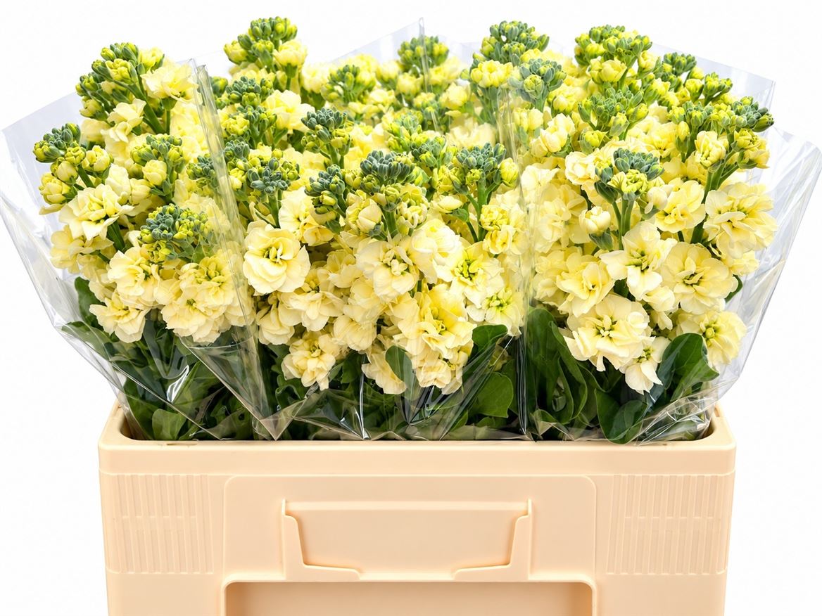 Matthiola StoX Yellow 58cm