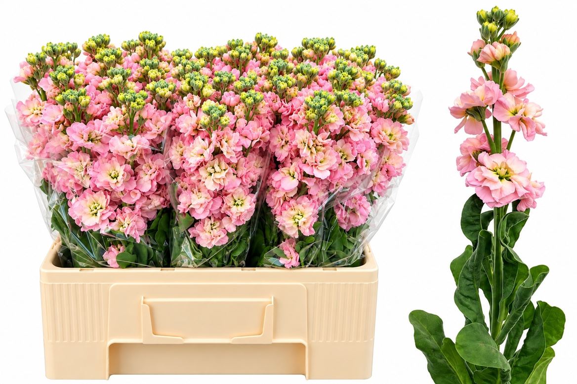 Matthiola StoX Champagne 56cm