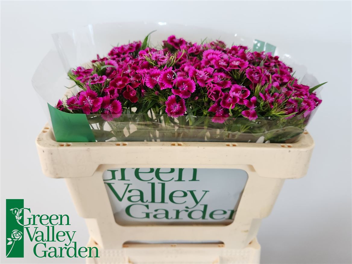 Dianthus Barb Sweet Will Magenta Bicolour 50cm