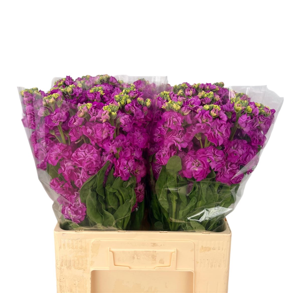 Matthiola StoX Deep Rose 60cm