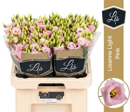 Lisianthus Double Lisanne Light Pink 70cm